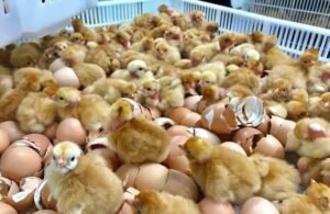 Home egg incubator 1056 chicks for hatchery
