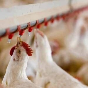 nipple drinkers for sale